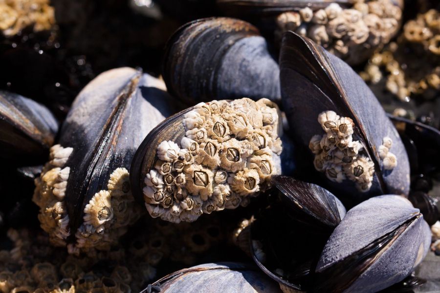 Miesmuscheln sowie Seepocken verfügen über einen starken Klebstoff.