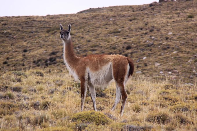 Guanakos sind im Nationalpark Torres del Paine häufig anzutreffen. Guanako Steppe Lama Tier