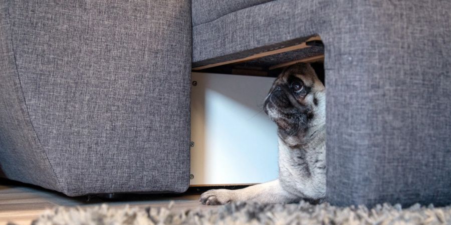 Hund Höhle Sofa Teppich Angst