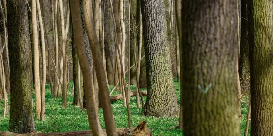 Wald in Berlin