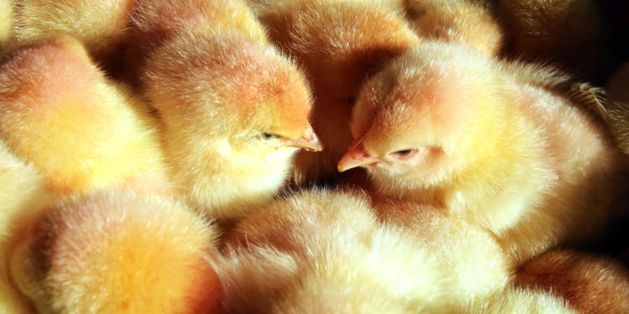 Männliche Küken sitzen in einem Korb.