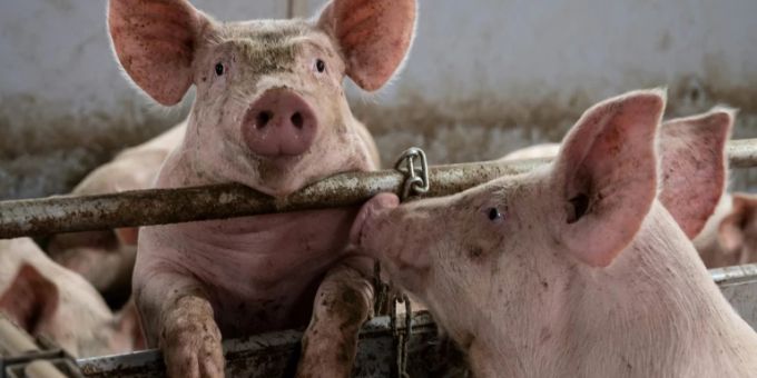 Schweinehaltung