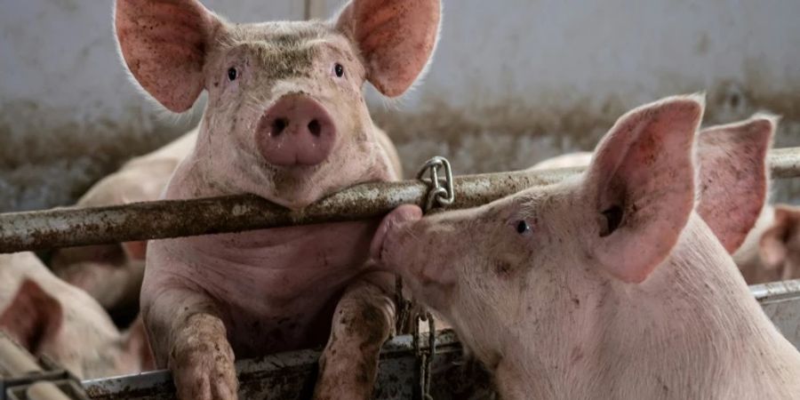 Schweinehaltung