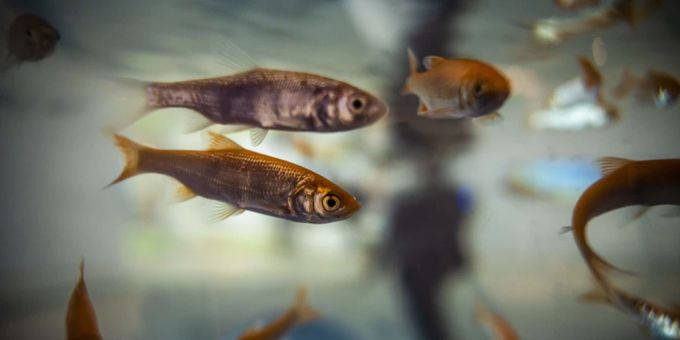 Bissige Bandbrassen - Zwackende Fische nerven Urlauber in Spanien