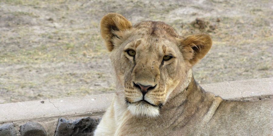 Eine Löwin im Amboseli-Nationalpark in Kenia.