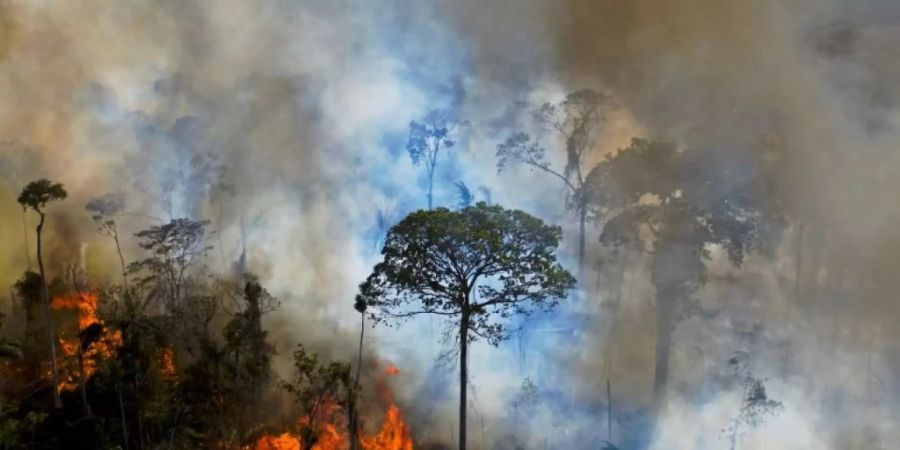 In Brasilien wurden bereits grosse Flächen des Regenwalds gerodet.