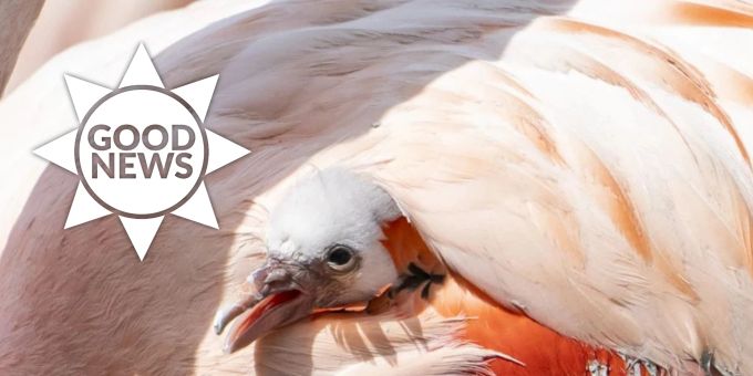Good News - Mitarbeitende des Zoos Zürich beschützen Flamingo-Küken