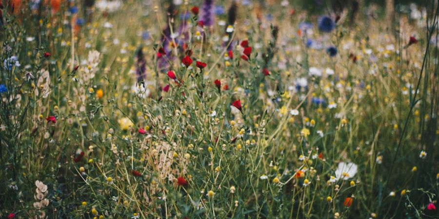 Biodiversität