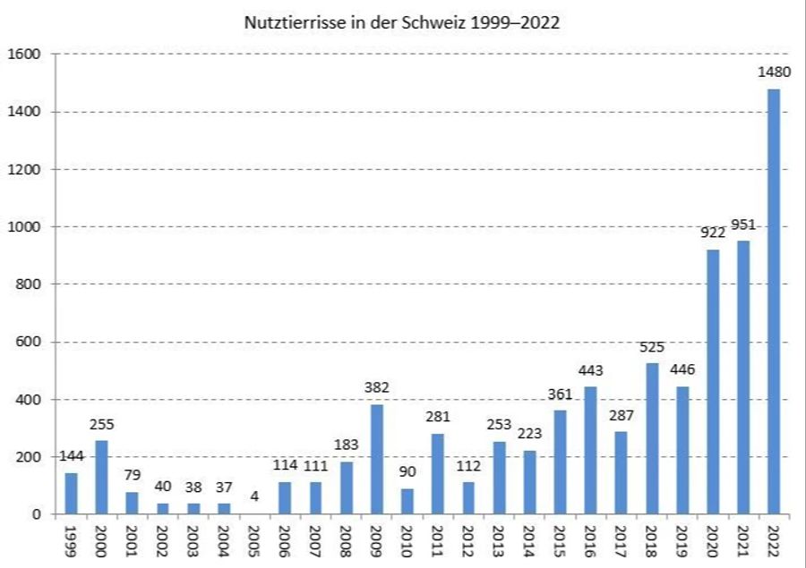 In der Schweiz haben die Wolfsrisse von Nutztieren von 1999 bis 2022 massiv zugenommen. Inzwischen befinden sie sich auf einem Rekordniveau.