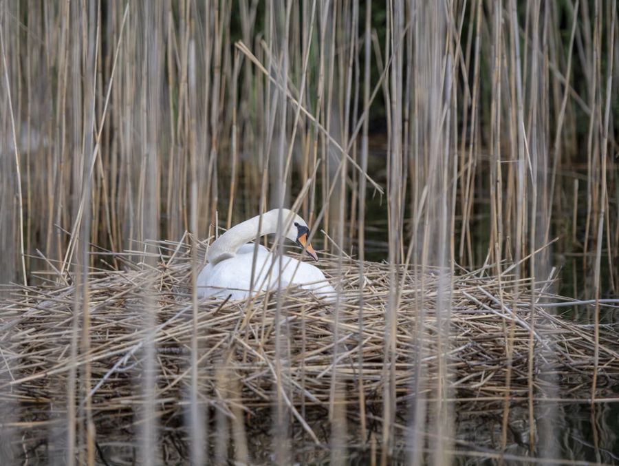 Schwäne und andere Wildvögel sind empfindlich auf Störungen, weshalb sie lieber ins Naturschutzgebiet ziehen.