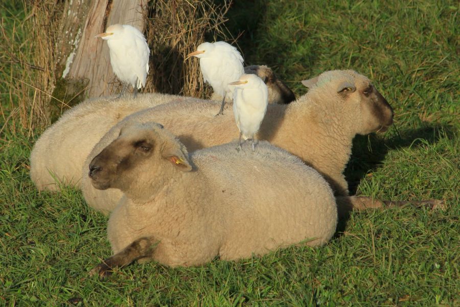 Kuhreiher Tierschutz