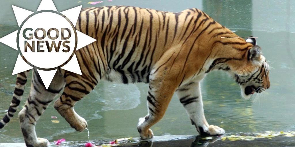 Tiger-Population In Indien Und Bhutan Steigt