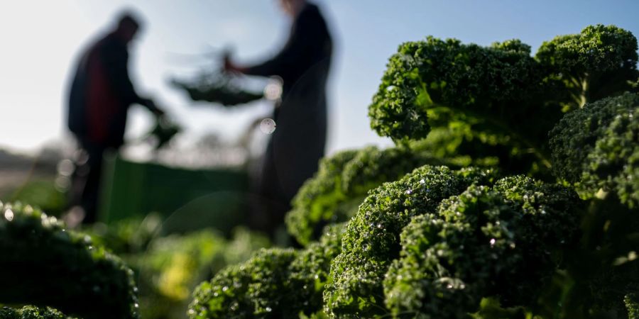 Grünkohl-Pflanzen schmecken nach dem ersten Frost zwar weniger bitter, aber man muss nicht unbedingt auf Frost warten. Er ist auch schon zuvor schmackhaft.