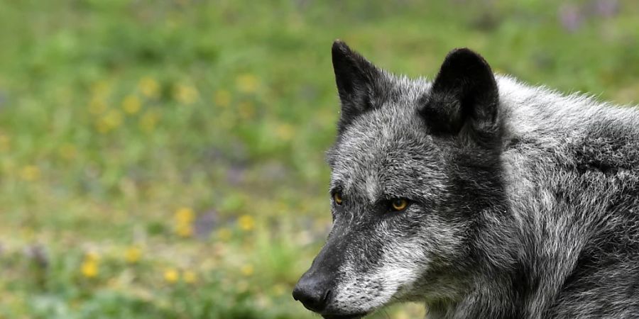 Der Ständerat erleichtert die Jagd auf den Wolf. (Archivbild)