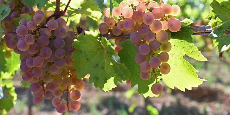 Die Rebsorte Sauvignac gehört zu den pilzwiderstandsfähigen Sorten (Piwis), die weniger oft gespritzt werden müssen als klassische Rebsorten.