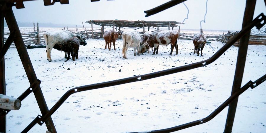 Die Mongolei wurde von einem extremen Wintereinbruch heimgesucht, dem viele Tiere zum Opfer fielen.