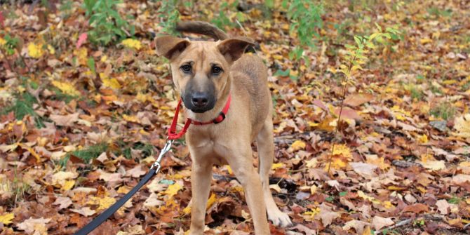 Hund im Herbstlaub