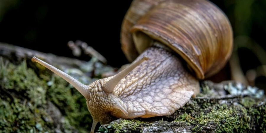 Schnecke auf einem Baumstamm