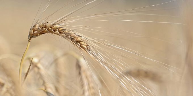 Gerste eignet sich nicht gut zum Backen, passt aber in Salate oder Bratlinge. Gerste eignet sich nicht gut zum Backen, passt aber in Salate oder Bratlinge.