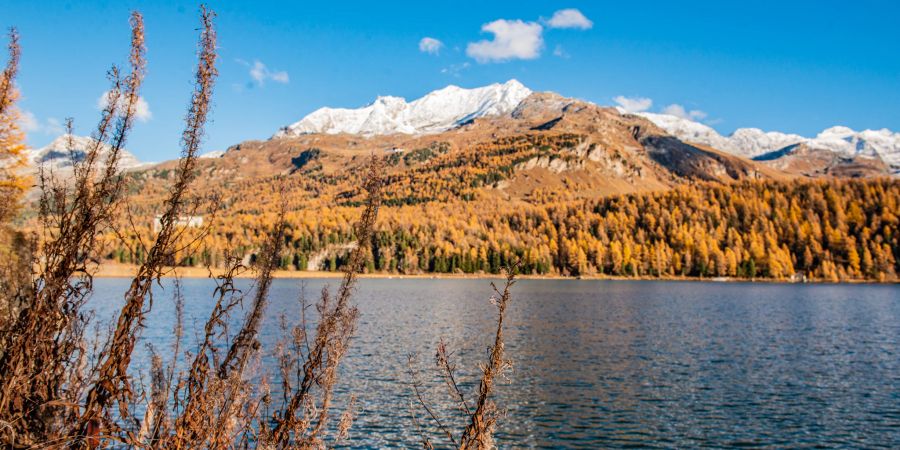 Herbst im Engadin. - Sils / Engadin