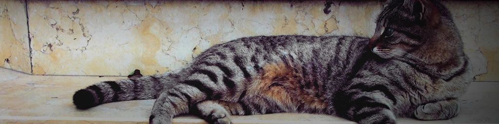 Katzen