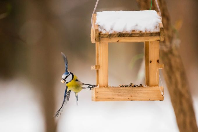 Blaumeisen zählen zu den Alles- und Körnerfressern. Sie lesen die Körner bevorzugt in solchen hängenden Futterstellen auf. Blaumeise Körner Vogelfutter Futterhäuschen