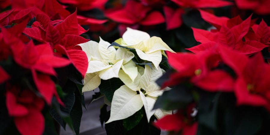 Bei Temperaturen unter 15 Grad sollten Weihnachtssterne nicht draussen ausgestellt sein.