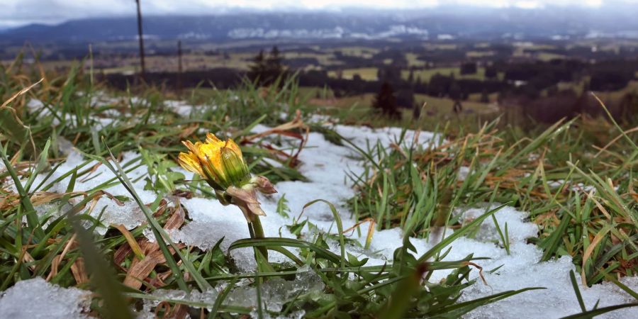 Eine Löwenzahnblüte zwischen Schneeresten vor den wolkenverhangenen Bergen.