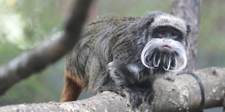 HANDOUT - Ein Kaiserschnurrbarttamarin im Zoo von Dallas. Foto: -/AP/dpa/Archiv - ACHTUNG: Nur zur redaktionellen Verwendung im Zusammenhang mit der aktuellen Berichterstattung bis maximal 14.02.2023 und nur mit vollständiger Nennung des vorstehenden Credits