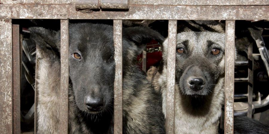 Hunde, die geschlachtet werden sollen, sitzen in einem Käfig auf einem Tiermarkt in Lijang in der chinesischen Provinz Yunnan.