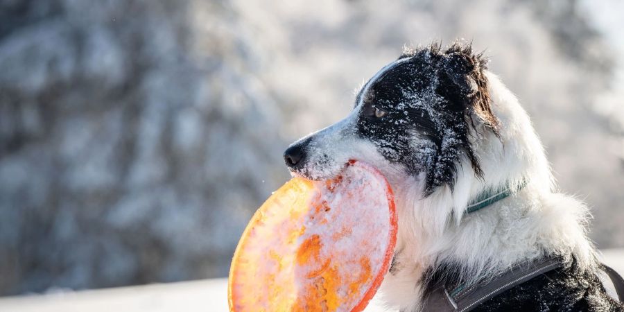 Forscher nehmen an, dass Hunde der meisten Rassen zwar heulen können, diese Fähigkeit aber wegen ihres veränderten sozialen Umfelds ihre Funktion verloren hat.