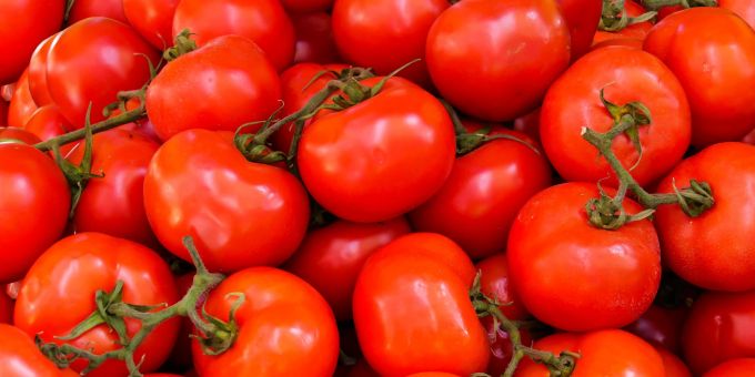 Tomaten sind in Grossbritannien derzeit Mangelware. tomaten grossbritannien