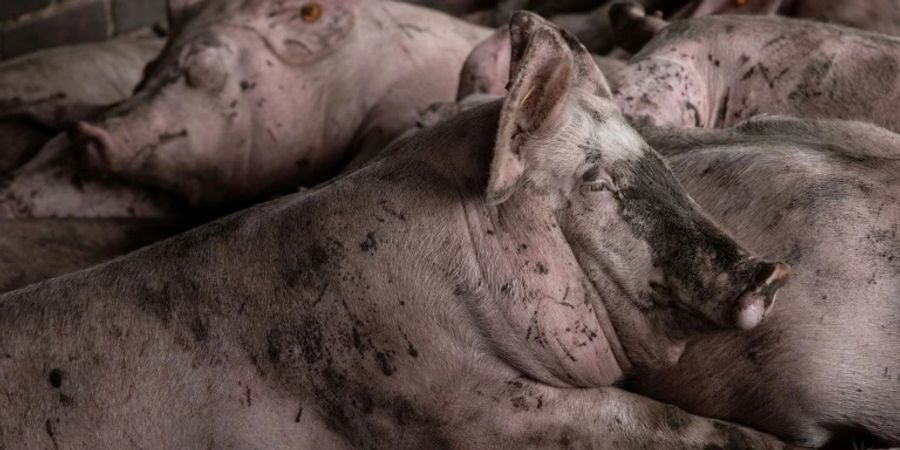 Schweine auf einer Farm