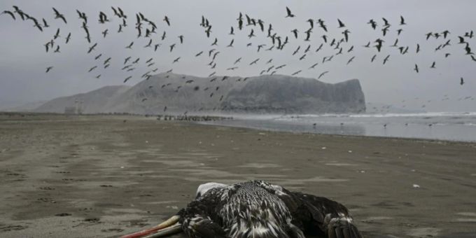 An Vogelgrippe verendeter Pelikan am Strand in Peru vogelgrippe