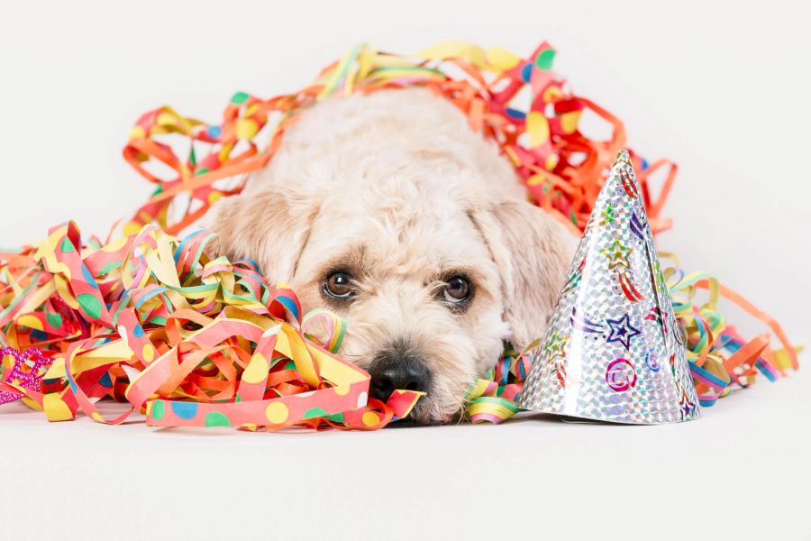 Hund in Fasnachtsartikeln
