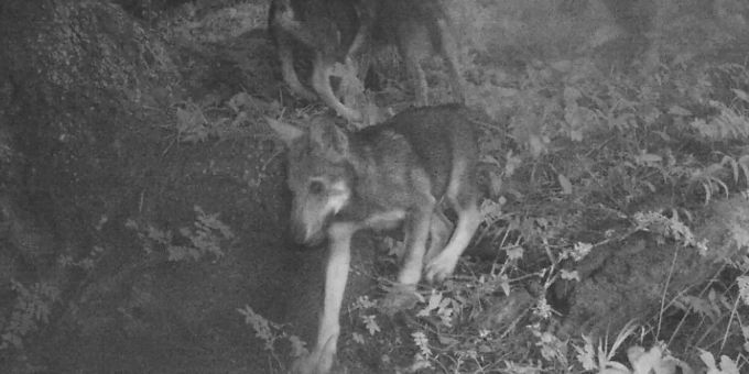 Das Video einer im Walliser Chablais aufgestellten Überwachungskamera zeigt sieben Wolfswelpen in Begleitung eines männlichen Wolfes. Das Video einer im Walliser Chablais aufgestellten Überwachungskamera zeigt sieben Wolfswelpen in Begleitung eines männlichen Wolfes.