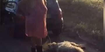 Ungarin Tierquälerei