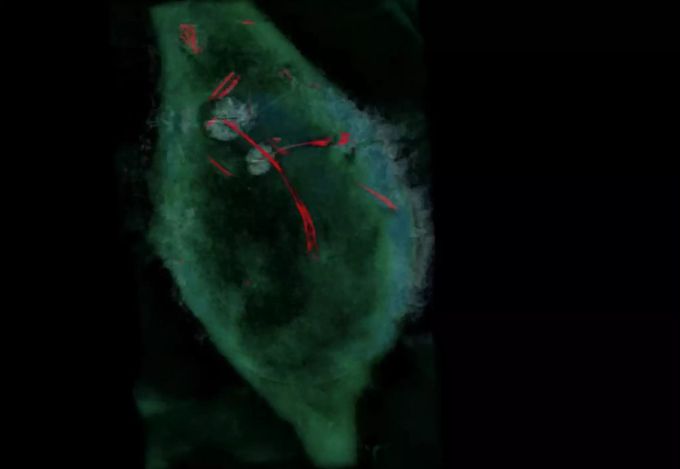 Die Nanoröhrchen bleiben wie Speere in der Membran stecken. Nanoröhrchen Speere Membran