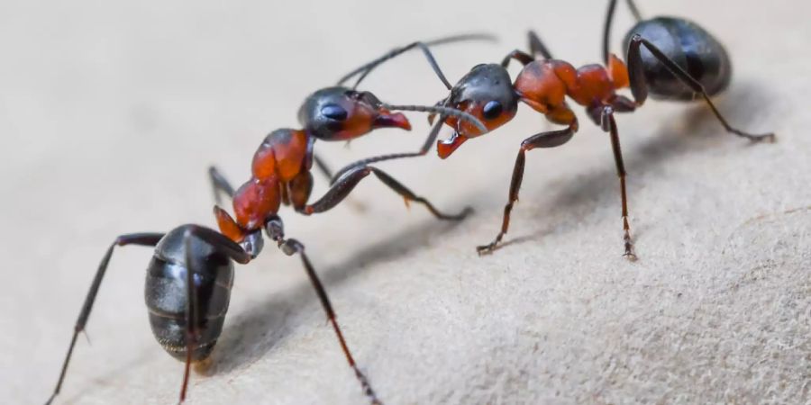 Zwei Kahlrückige Waldameisen (Formica polyctena).