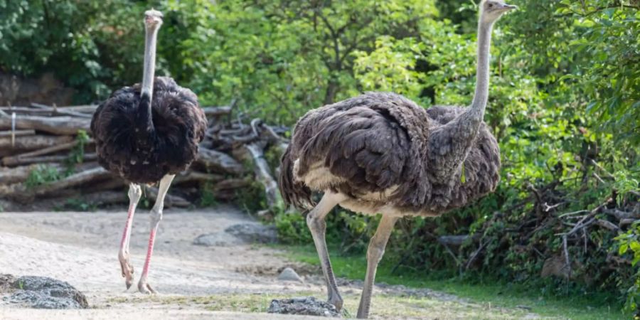 Die beiden neuen Strausse im Basler Zoo.