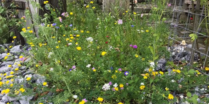 Blumenwiese Blumenwiese