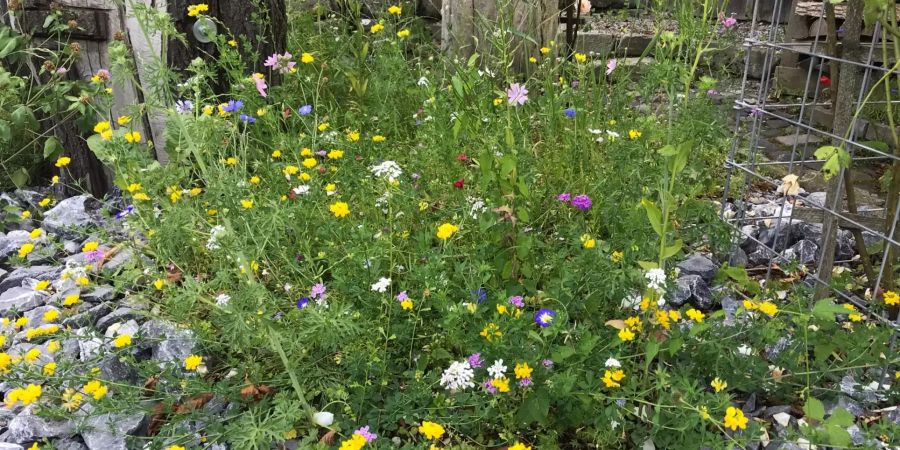 Blumenwiese