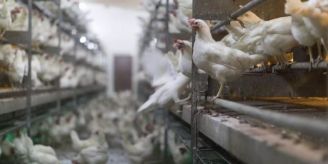 Neuenburg - Fleisch ist der grösste Posten im Ernährungsbudget von Haushalten Neuenburg - Fleisch ist der grösste Posten im Ernährungsbudget von Haushalten