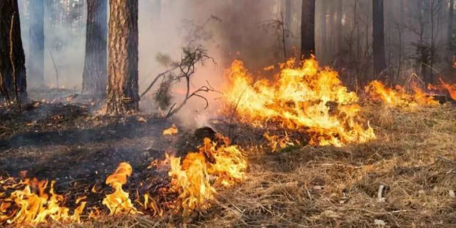 waldbrand schweizer grenze