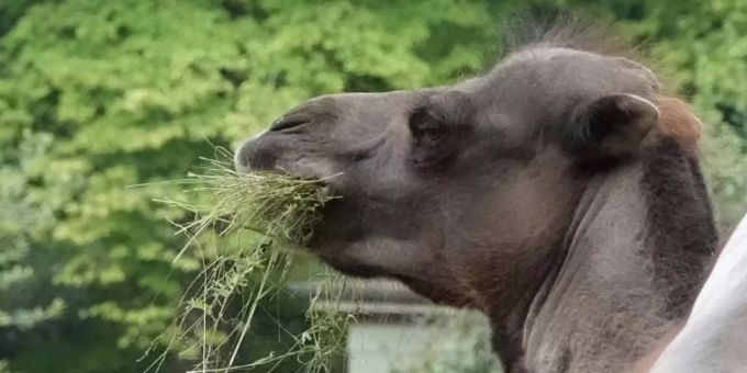 Kamel in einem Zoo Kamel in einem Zoo