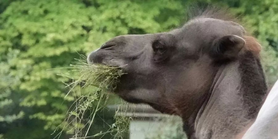 Kamel in einem Zoo