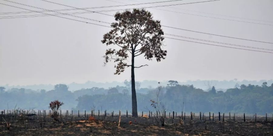 Verbrannte Erde im Amazonas-Gebiet