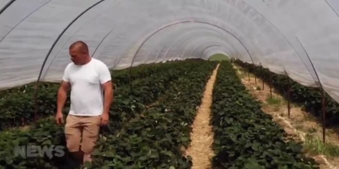 Die Hitzewelle hat dem Emmentaler Bauer Bruno Spycher einen Strich durch die Rechnung gemacht. Hitzewelle Bauer Erdbeeren