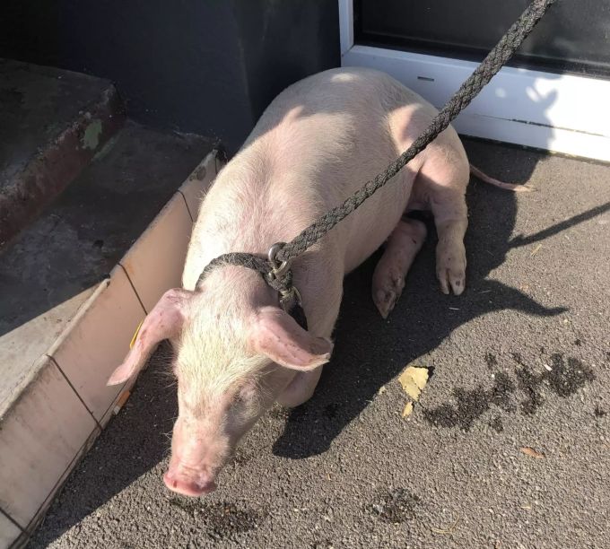 Das Schwein erlitt bei dem Sturz schwere Verletzungen. Schwein