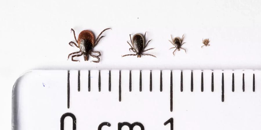 Die Fälle von Zeckenenzephalitis und Borreliose sind laut den neusten Zahlen des Bundesamtes für Gesundheit (BAG) im bisherigen Jahresverlauf deutlich gesunken.
